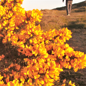 Gorse