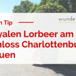 Royaler Lorbeer am Schloss Charlottenburg