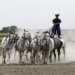 puszta horse farm 2443642 1280 e1523513742959 THermalbad Ungarn Urlaub