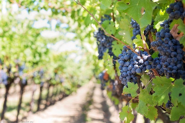 wein urlaub Wein Italien Reise