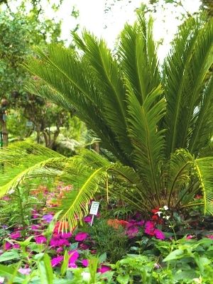 sago palm sago-palm